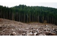 Furturi din pădurile României. Ministrul Alexe arată unde s-au dat cele mai mari tunuri