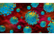 Coronavirus - Perioada medie de incubaţie este de 5-7 zile, iar cea maximă de 14
