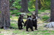 Avertizare RO-ALERT: Ursoaică cu pui, într-o localitate din Harghita. Intervenția jandarmilor