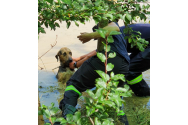 Un câine a fost salvat din calea apelor de angajaţii MAI