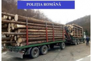 Perchezițiile de la mafia lemnului: marfă confiscată în valoare de peste 52.000 de lei