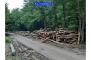 USR acuză că mafia lemnului face legea în PNL: Guvernul a atacat la CCR DNA-ului pădurilor